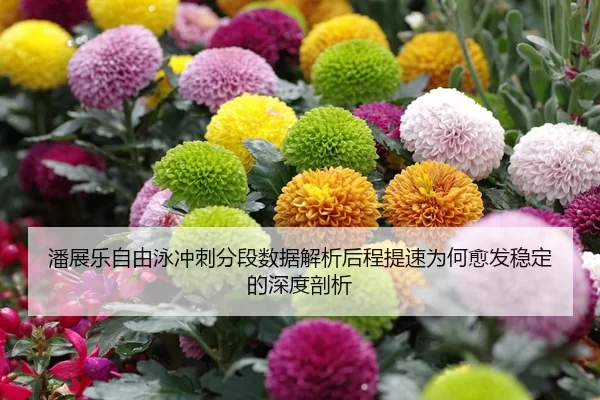潘展乐自由泳冲刺分段数据解析后程提速为何愈发稳定的深度剖析